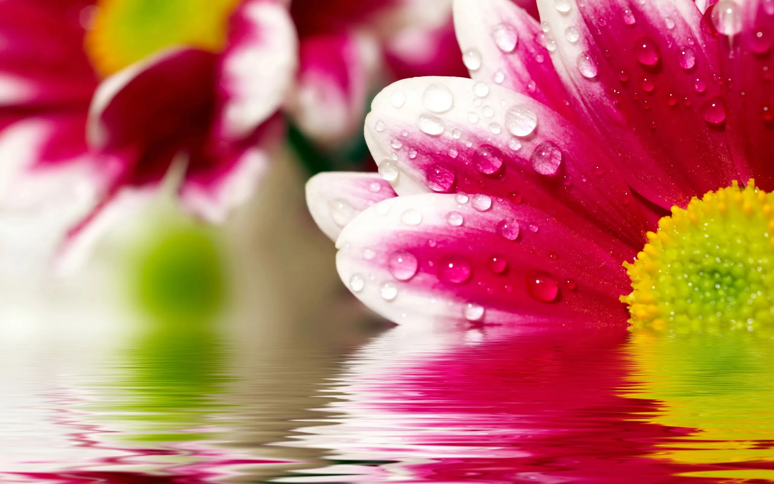 Reflexiones de flores Wallpapers | Wallpapers HD Reflexiones de flores Wallpapers | Wallpapers HD