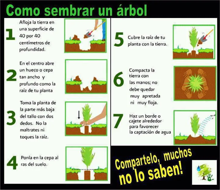 Reflexiones instantáneas por Max: Como sembrar un árbol... Reflexiones instantáneas por Max: Como sembrar un árbol...
