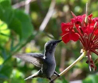 Reflexiones de Manuel: Nuestra lengua: "Ser un picaflor"