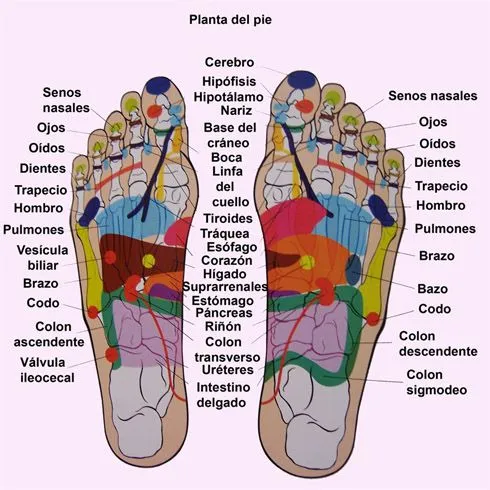 REFLEXOLOGÍA Maria Elena Schiariti. Mapa de la Planta de los Pies REFLEXOLOGÍA Maria Elena Schiariti. Mapa de la Planta de los Pies