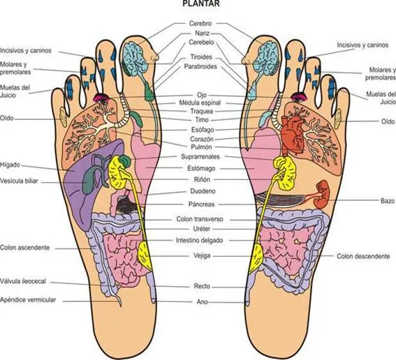 Reflexologia Podal (página 2) - Monografias.com