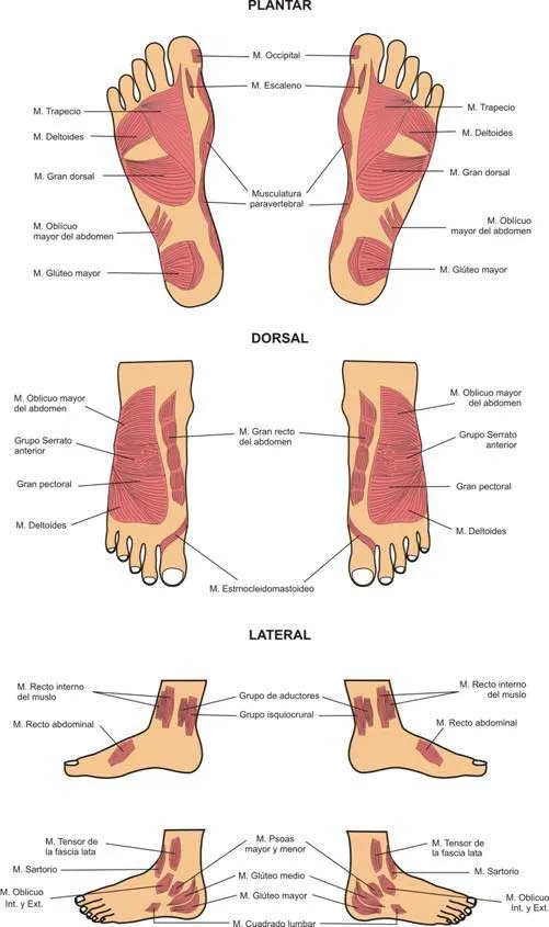 Reflexologia Podal (página 2) - Monografias.com Reflexologia Podal (página 2) - Monografias.com
