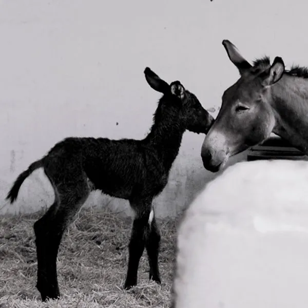 El Refugio del Burrito