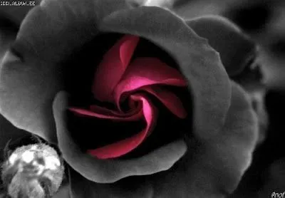 El Refugio de la poesia gotica: Cruces y Rosas Góticas El Refugio de la poesia gotica: Cruces y Rosas Góticas