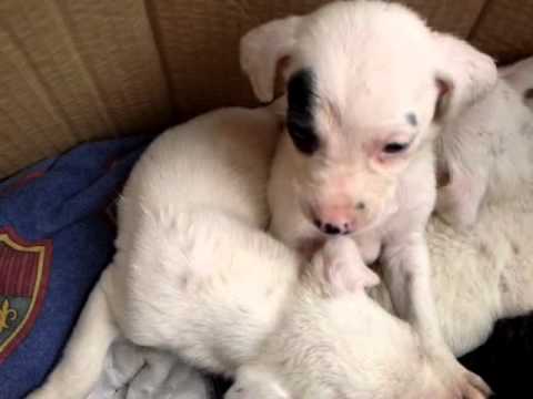 Se regalan perritos!!! ahi 10 para regalar - YouTube Se regalan perritos!!! ahi 10 para regalar - YouTube