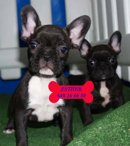 REGALO cachorros bulldog francés para su aprobación - Bulldog ...