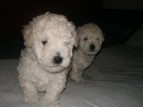 Regalo cachorro Poodle 2 meses pequeñisimo! - Comunidad Mascotadictos