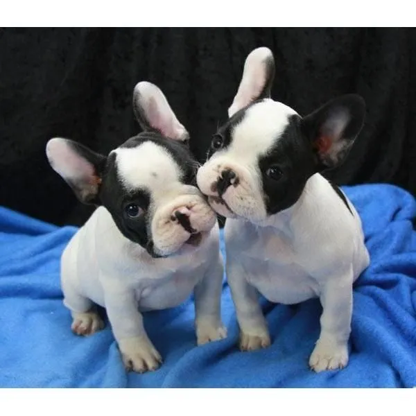 Regalo Cachorros bulldog frances - Bulldog Frances - Perros ... Regalo Cachorros bulldog frances - Bulldog Frances - Perros ...