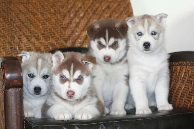 Regalo cachorros de husky siberiano para un buen hogar - Herrera ...