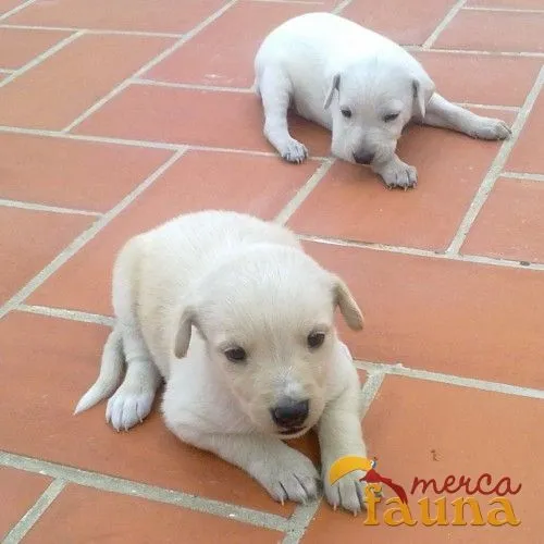 Regalo cachorros mestizos cruzados con labrador - Mercafauna ... Regalo cachorros mestizos cruzados con labrador - Mercafauna ...