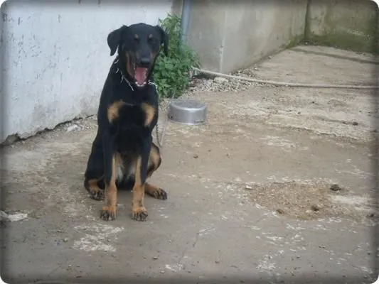 regalo doberman / rottweiler - mejor precio | unprecio.es