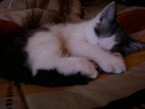 regalo-hermoso-gatito-angora- ...