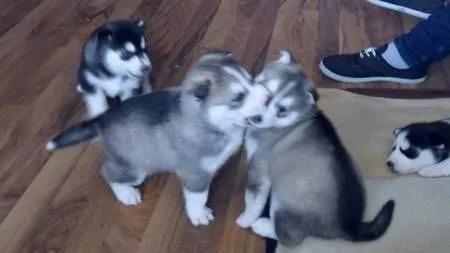 Regalo husky siberiano ojos azules para su aprobación - Comunidad ... Regalo husky siberiano ojos azules para su aprobación - Comunidad ...