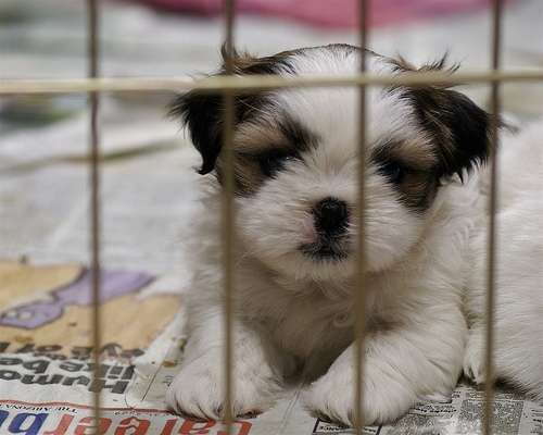 Regalo perritos - Imagui