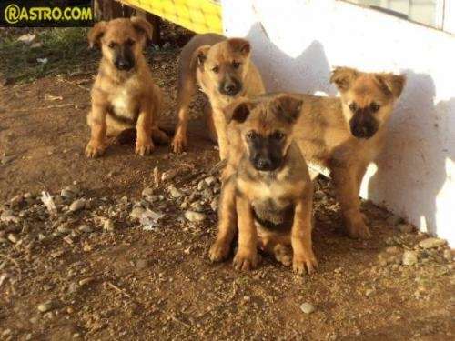 Regalo perritos urgente - Valparaíso, Chile - Animales / Mascotas