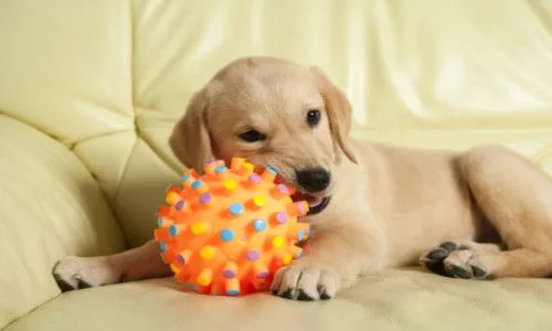 Regalos para perros y gatos | ¿Qué regalar?
