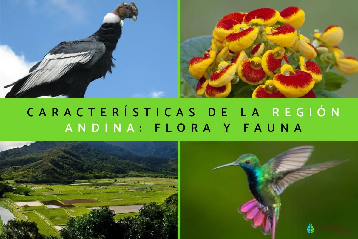 Región andina: características, flora y fauna - Resumen con FOTOS Región andina: características, flora y fauna - Resumen con FOTOS