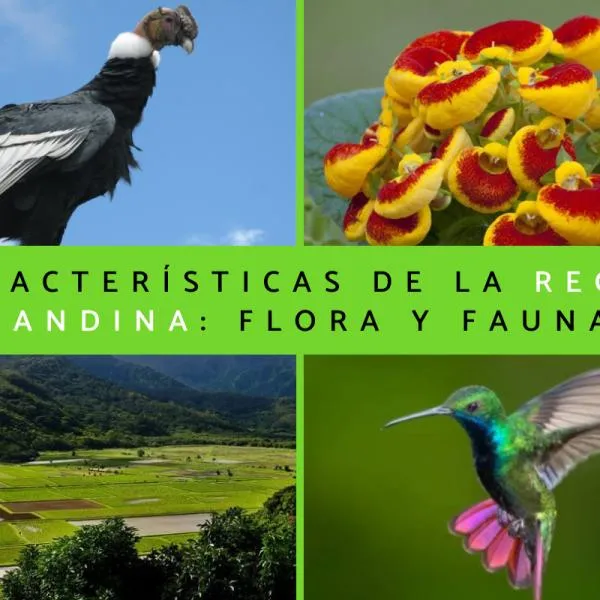 Región andina: características, flora y fauna - Resumen con FOTOS