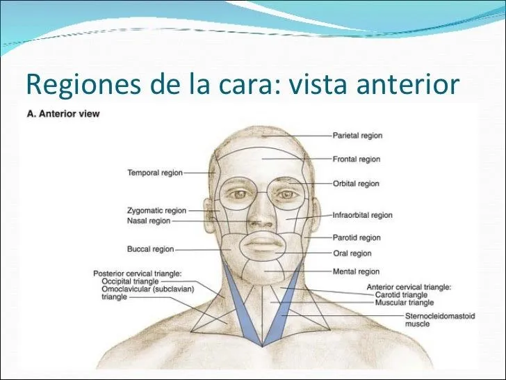 region-facial-y-nervio-facial- ...