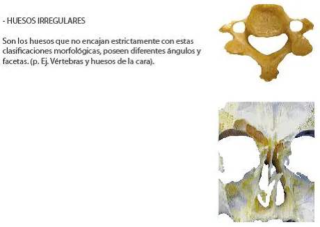 región-grupo-plano: huesos irregulares y sesamoideos