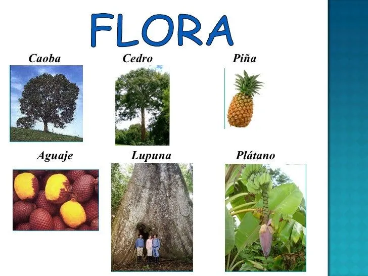 regiones-naturales-del-peru-ie ...