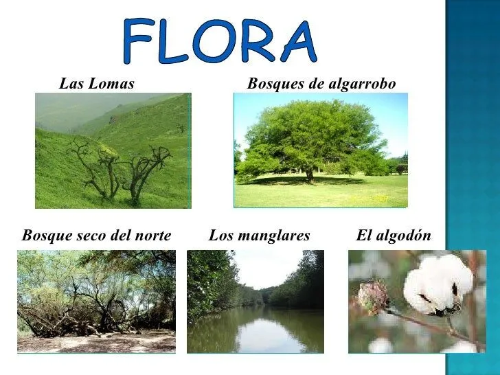 regiones-naturales-del-peru-ie ...
