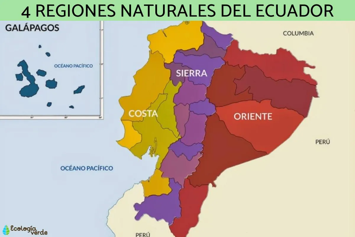 Cuáles son las regiones naturales del Ecuador - Conoce las 4 y el mapa