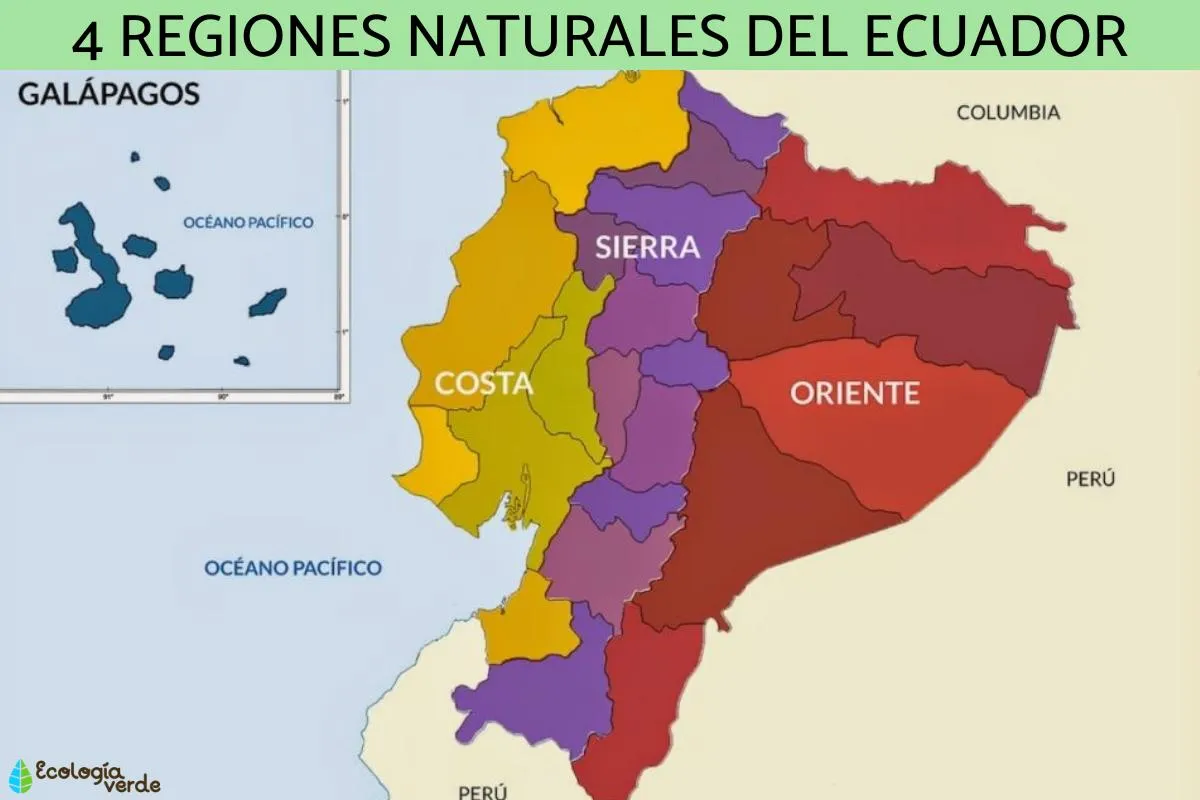 Cuáles son las regiones naturales del Ecuador - Conoce las 4 y el mapa Cuáles son las regiones naturales del Ecuador - Conoce las 4 y el mapa