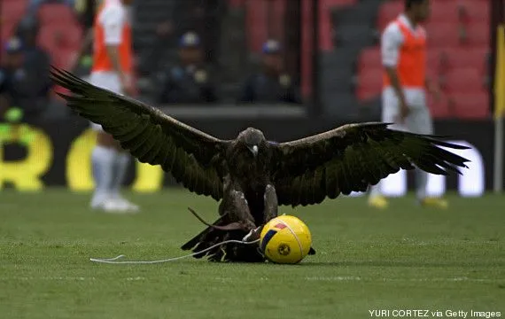 Registran en video lo que ve el Águila del América al sobrevolar ... Registran en video lo que ve el Águila del América al sobrevolar ...