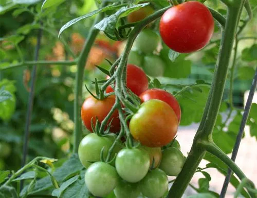 Nueva reglamentación sobre los alimentos con esteroles vegetales Nueva reglamentación sobre los alimentos con esteroles vegetales
