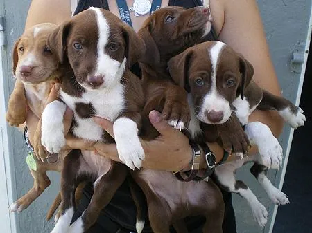 Unas cuantas reglas de oro con los cachorros | En busca de una ...