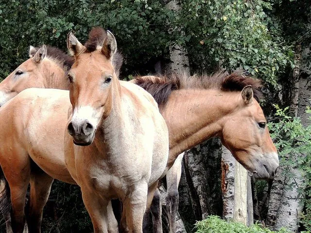 Regresan a España los caballos salvajes de Altamira | La crónica verde Regresan a España los caballos salvajes de Altamira | La crónica verde