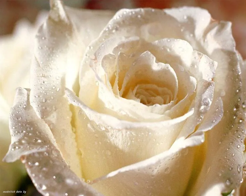 El Poder del Reiki: junio 2011