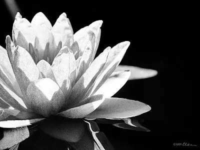 El Poder del Reiki: mayo 2011
