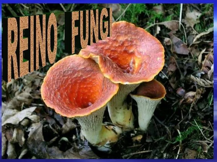 Rein Fungi