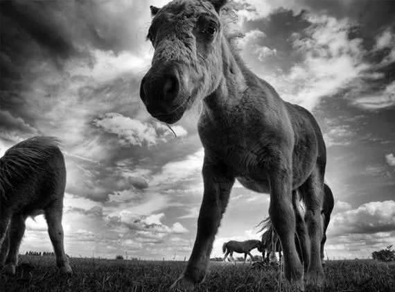 Reino animal en blanco y negro - Taringa!