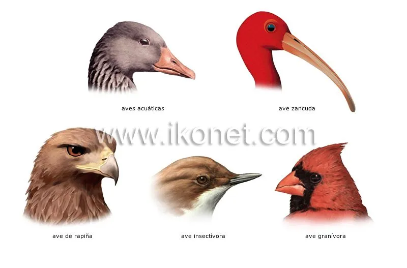 reino animal > aves > ave > ejemplos de picos imagen - Diccionario ... reino animal > aves > ave > ejemplos de picos imagen - Diccionario ...