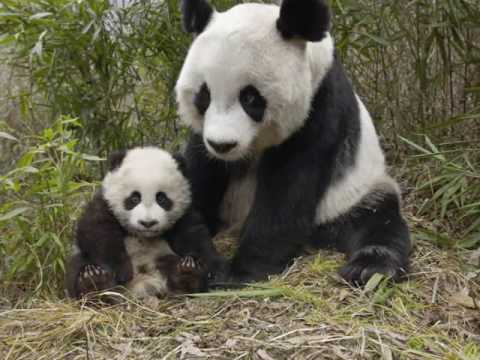 Reino animal - Mamas con sus crias. - YouTube Reino animal - Mamas con sus crias. - YouTube