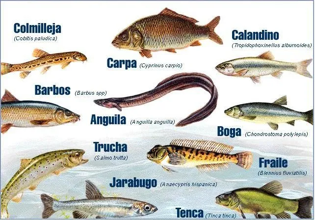 REINO ANIMAL: PECES