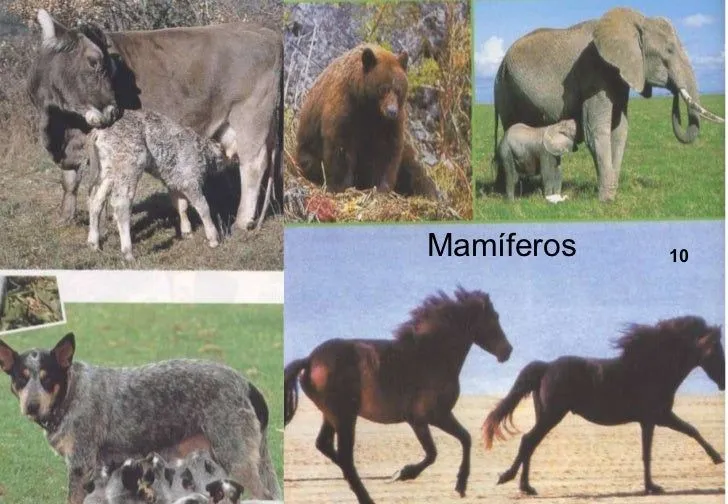 reino-animal-vertebrados-5-728 ...