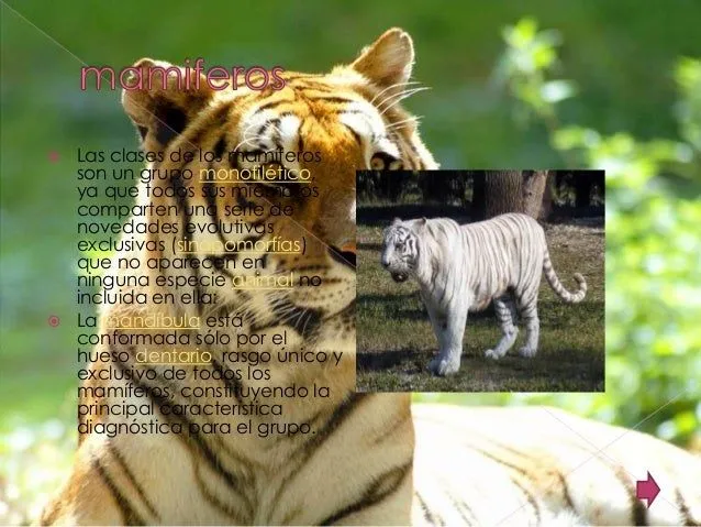 Reino animals