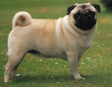 el reino canino: agosto 2014