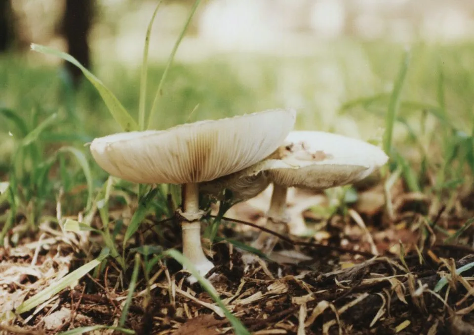 Reino Fungi