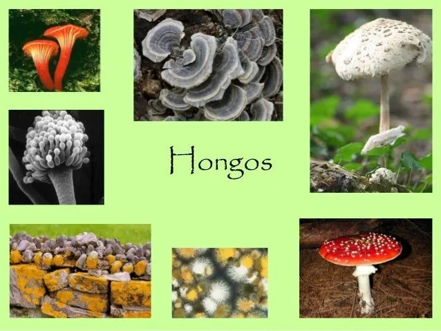 Reino fungi