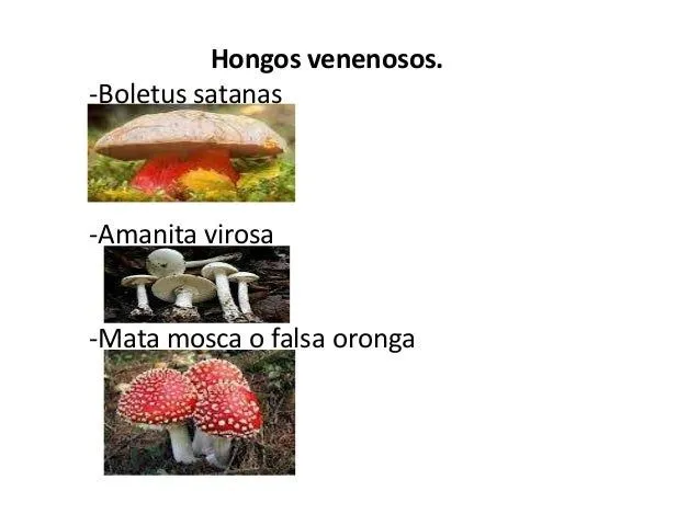 reino-fungi-o-de-los-hongos-12 ...