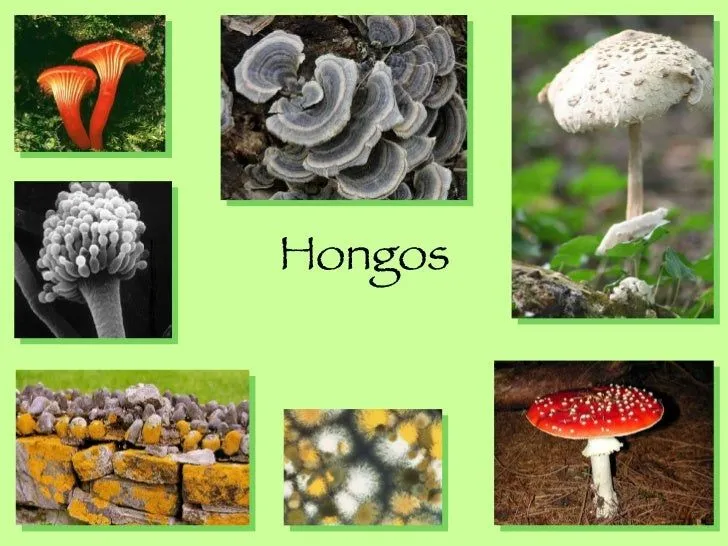 Reino Hongo.