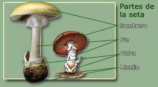 El Reino de los Hongos Facilmente