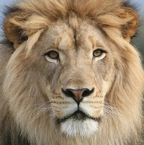 EL REINO LEON: Tabla con información relacionada a los Leones EL REINO LEON: Tabla con información relacionada a los Leones