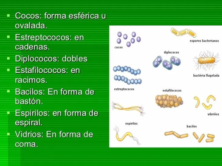 reino-monera-12-728.jpg?cb= ...