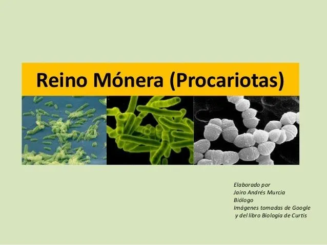Reino monera (
